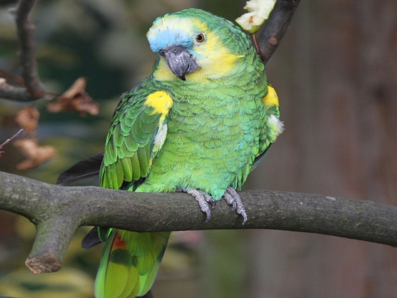 10 Types Of Amazon Parrots To Keep As Awesome Pets 16 Blue Fronted Parrot Types