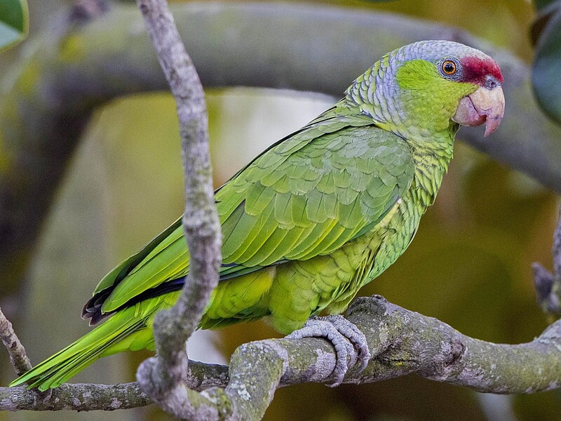 10 Types Of Amazon Parrots To Keep As Awesome Pets 18 Types Of Amazon Parrots With Lilac-Crowned