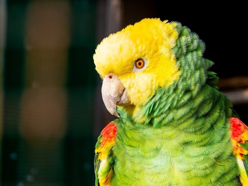 10 Types Of Amazon Parrots To Keep As Awesome Pets 19 Double Yellow-Headed Amazon Parrot With Yellow Feathers