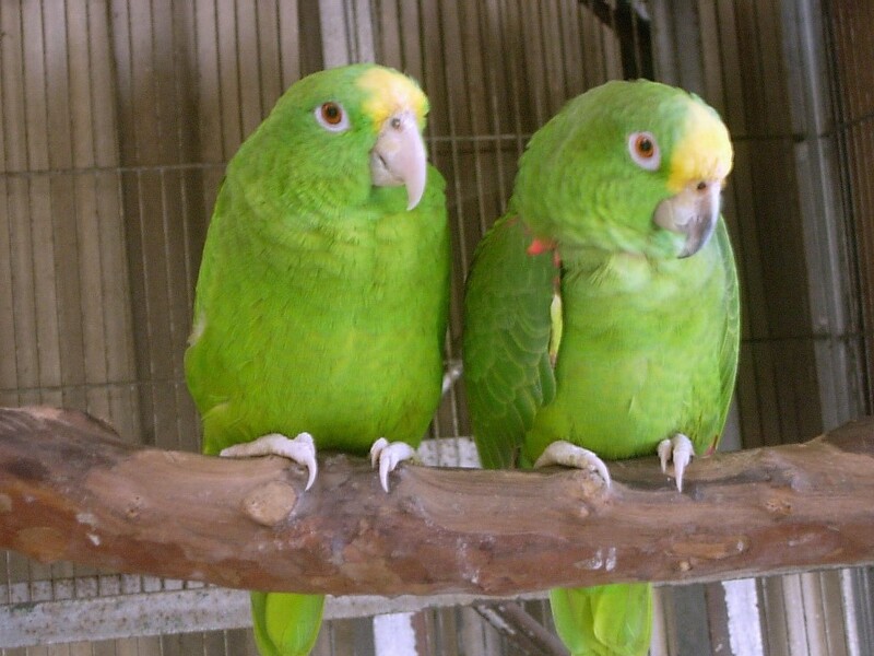 10 Types Of Amazon Parrots To Keep As Awesome Pets 21 Panama Amazon Parrot