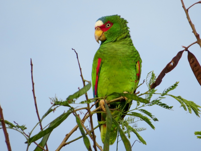 10 Types Of Amazon Parrots To Keep As Awesome Pets 22 White Fronted Types Of Amazon Parrots