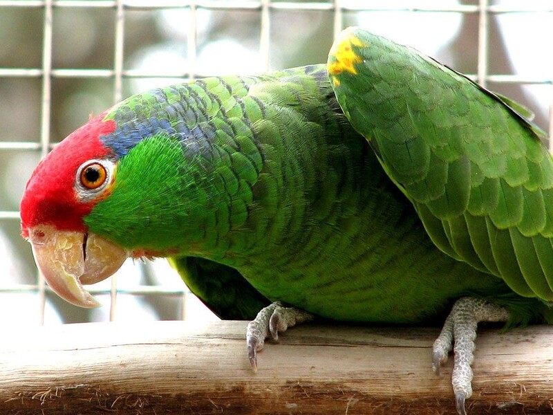 10 Types Of Amazon Parrots To Keep As Awesome Pets 23 Green-Cheeked Amazon Parrots Types