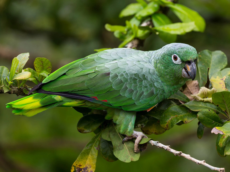 10 Types Of Amazon Parrots To Keep As Awesome Pets 24 Southern Mealy Amazon Parrots Species