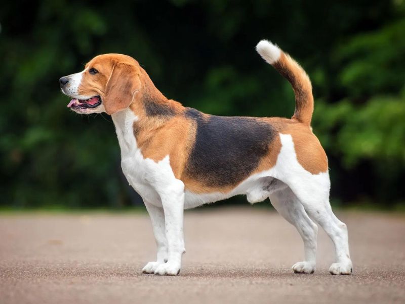 Beagle dog fashion intelligence ranking