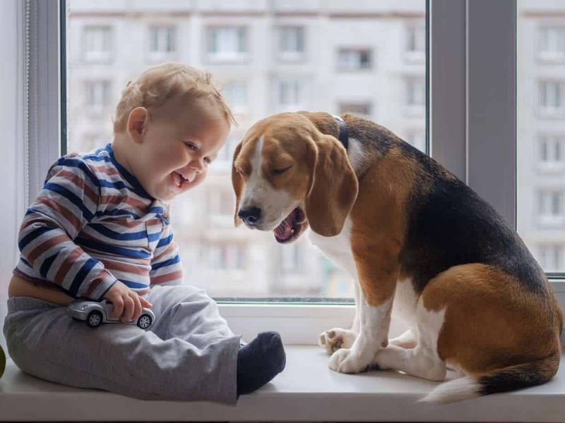 Beagle Dog Breed: Discover The Playful Companion To Care For 15 Ideal Living Environment Of The Beagle Dog Breed
