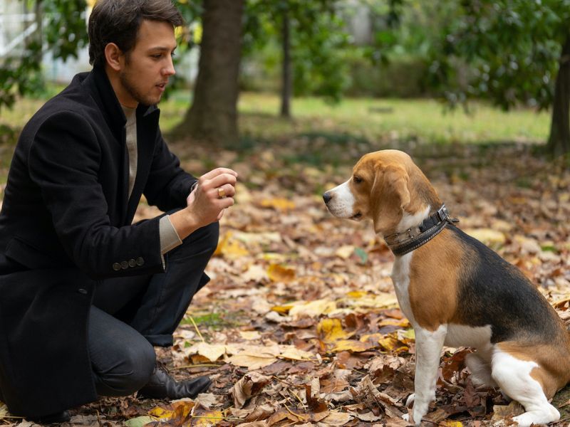Beagle Dog Breed: Discover The Playful Companion To Care For 16 Training The Beagle Dog Breed