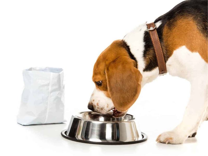 Beagle Dog Breed: Discover The Playful Companion To Care For 14 Nutrition From National Beagle Club