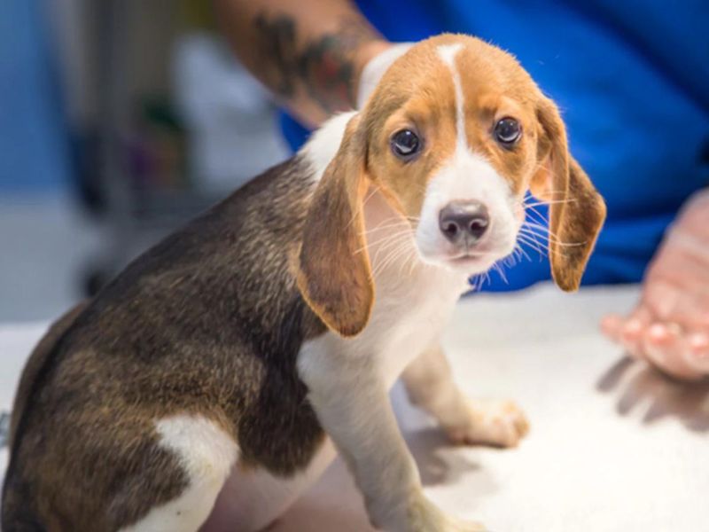 Beagle Dog Breed: Discover The Playful Companion To Care For 17 Adopting A Beagle Puppy Breed By American Kennel Club