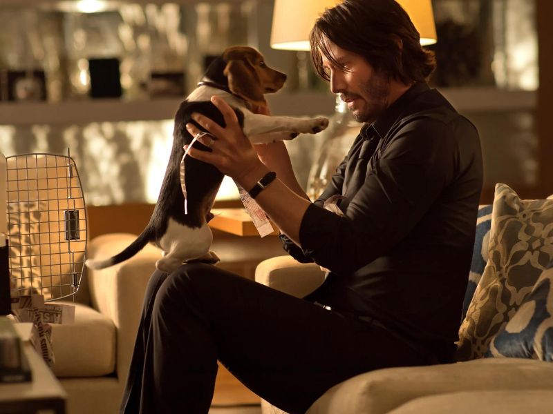 Beagle Dog Breed: Discover The Playful Companion To Care For 19 John Wick And His Dog Beagles, Daisy