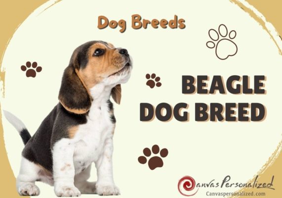 Beagle Dog Breed: Discover The Playful Companion To Care For
