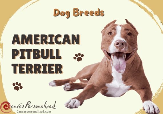 Dog Breeds: American Pitbull Terrier - Canvas Personalized