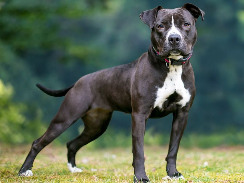 American pitbull terrier store characteristics