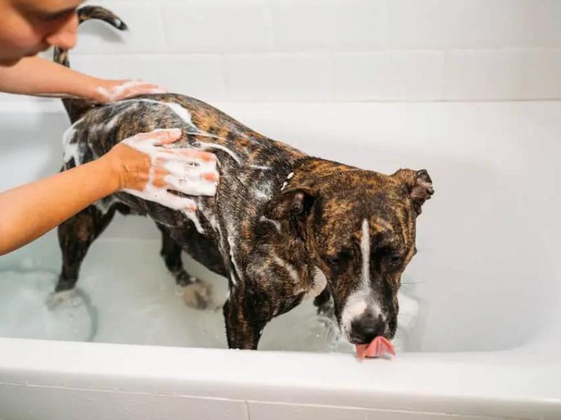 American Pitbull Terrier: A Guide To Its Background, Training &Amp; Care 11 The Health Of The American Pitbull Terrier