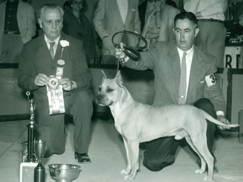 American Pitbull Terrier: A Guide To Its Background, Training &Amp; Care 14 History Of The American Pitbull Terrier