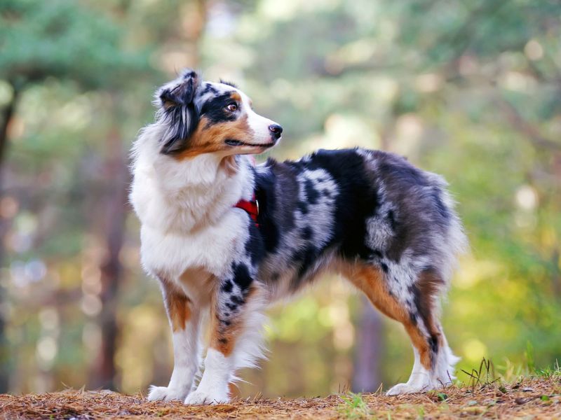 Discover Australian Shepherd Dog: Traits, Training &Amp; Care 8 Key Traits Of The Australian Shepherds Dog