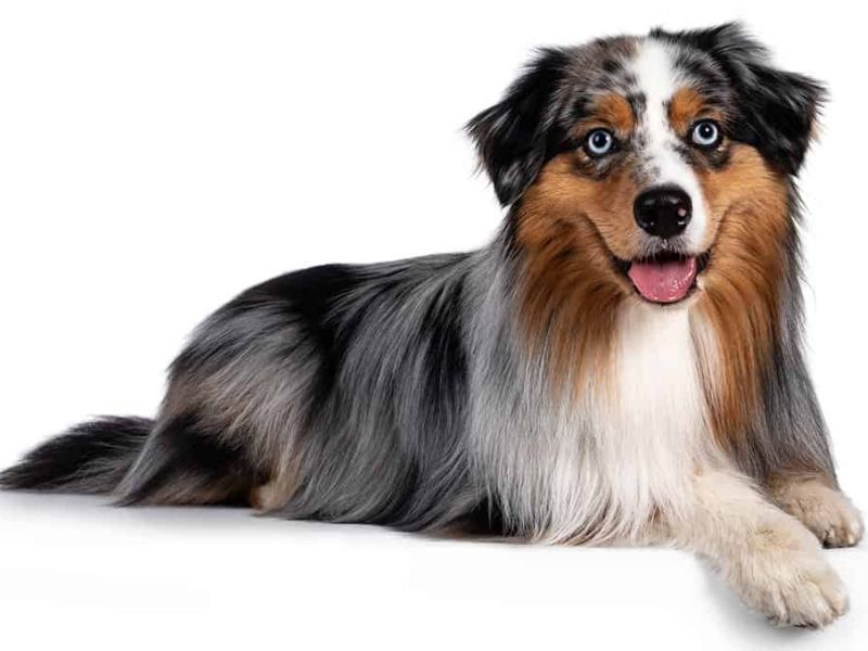 Discover Australian Shepherd Dog: Traits, Training &Amp; Care 9 Australian Shepherd Puppy Coat