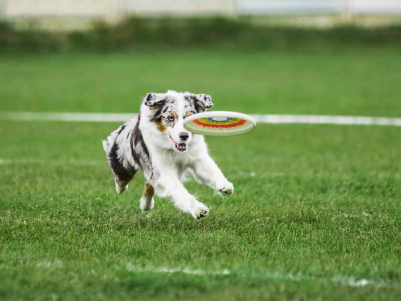 Discover Australian Shepherd Dog: Traits, Training &Amp; Care 12 Australian Shepherd Puppy Ideal Living Environment
