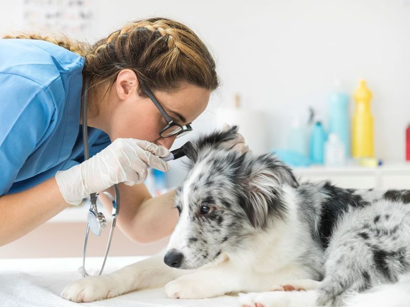 Discover Australian Shepherd Dog: Traits, Training &Amp; Care 11 Australian Shepherds Generally Healthy Dogs Issues
