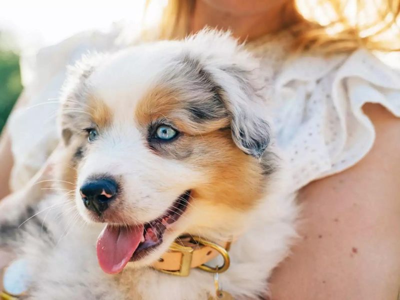 Discover Australian Shepherd Dog: Traits, Training &Amp; Care 13 Adopting An Australian Shepherd Dog