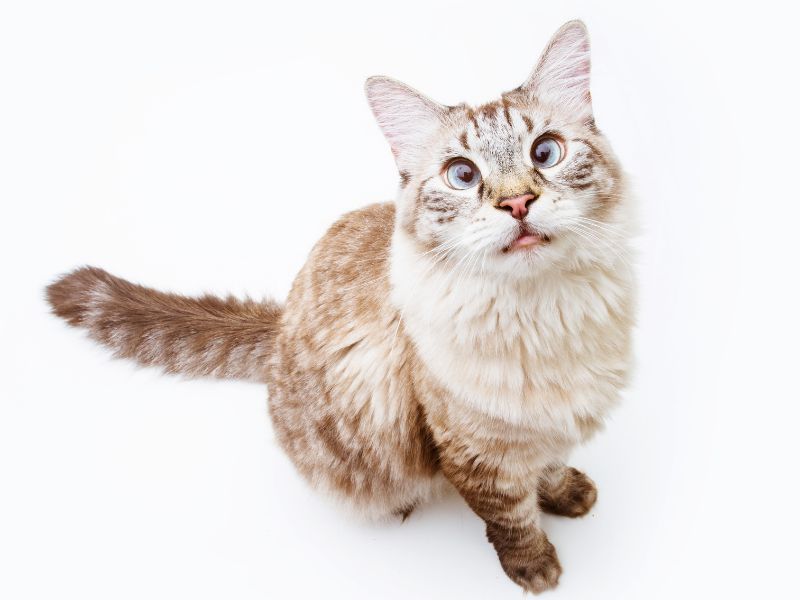 Lynx Point Siamese: Profile, Personality &Amp; How To Care 14 Lynx Point Siamese Cats - Breed Overview
