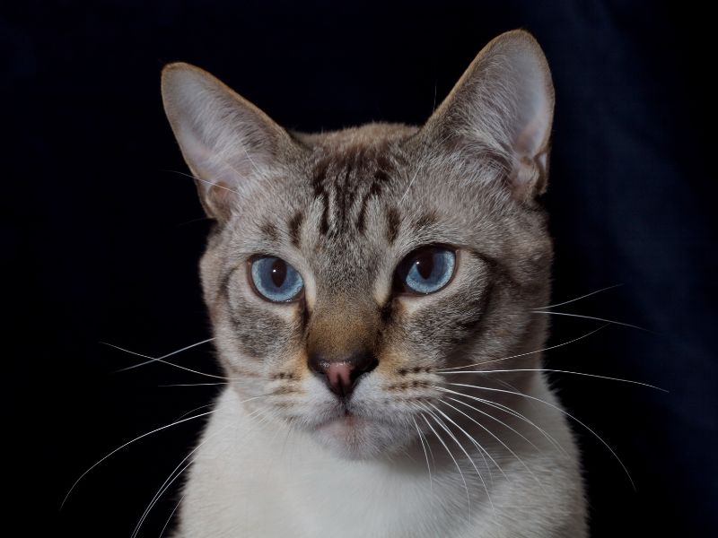 Lynx Point Siamese: Profile, Personality &Amp; How To Care 17 Lynx Point Siamese Has A Short, Smooth Coat That Is Easy To Take Care Of