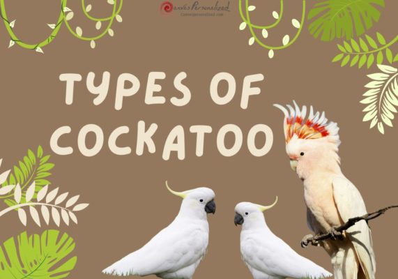 Types Of Cockatoo