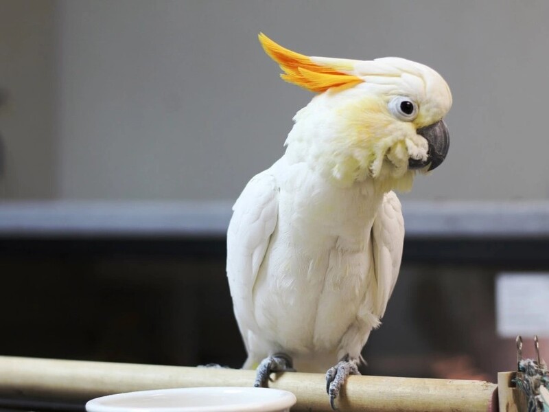 Cockatoo filmed making tools from twigs, wood and cardboard to reach nut