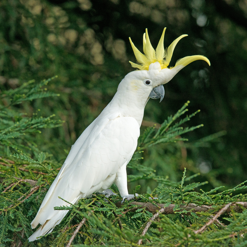 Cockatoo filmed making tools from twigs, wood and cardboard to reach nut