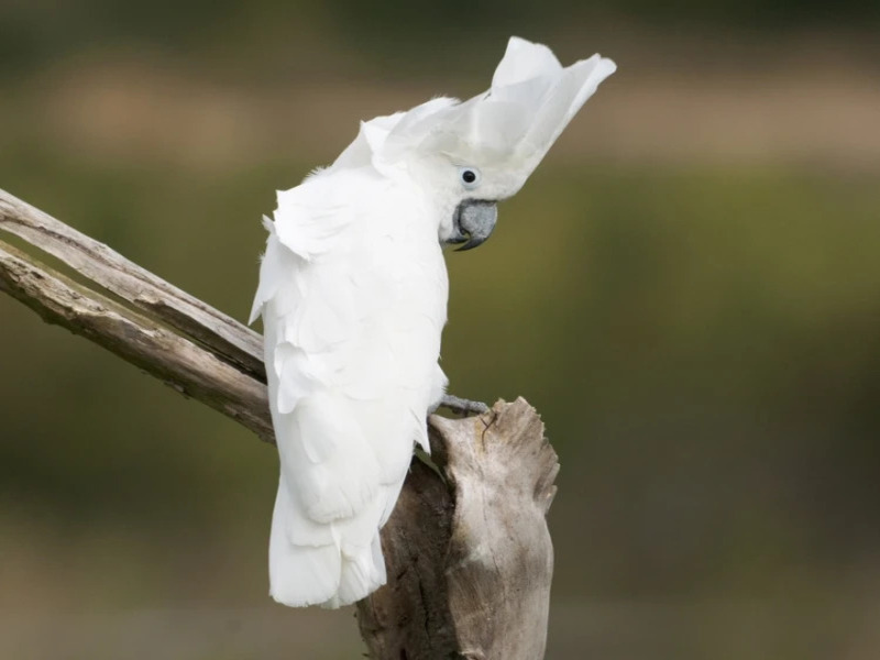 Cockatoo filmed making tools from twigs, wood and cardboard to reach nut