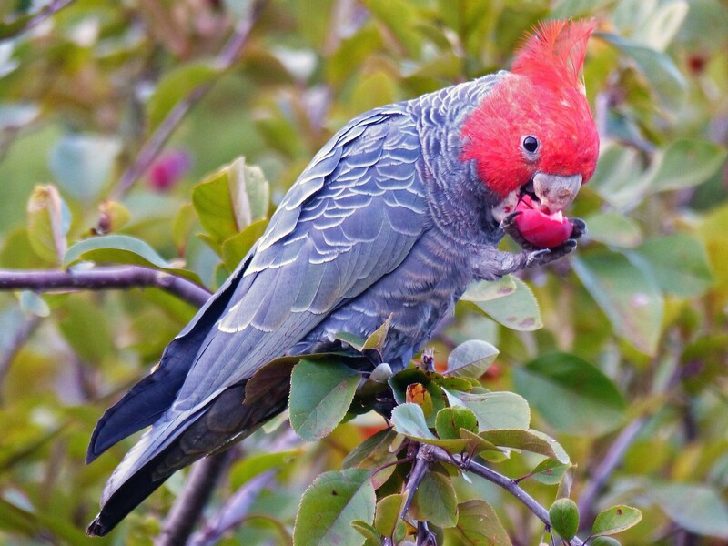 Cockatoo filmed making tools from twigs, wood and cardboard to reach nut