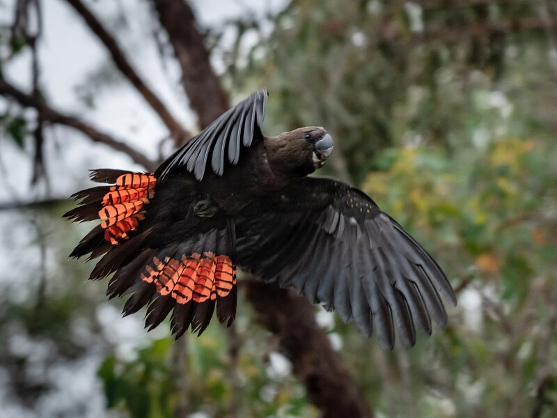 12 Types Of Cockatoo - Superstar Pets With Colorful Crests 26 Glossy Black Types Of Cockatoo