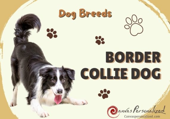 Dog Breeds: Border Collie Dog: A To Z Essential Info &Amp; Facts