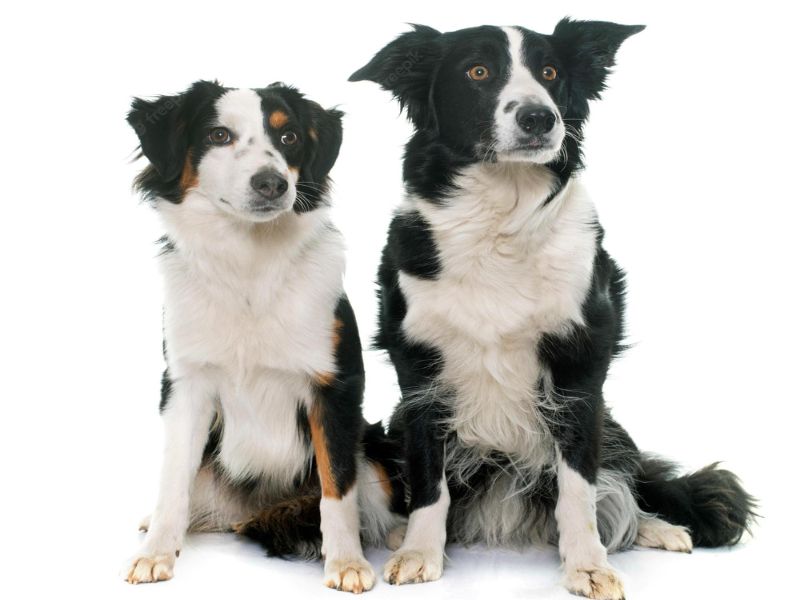Border Collie Dog: The Essential Guide To Owning &Amp; Training 13 Australian Shepherd Vs Border Collie