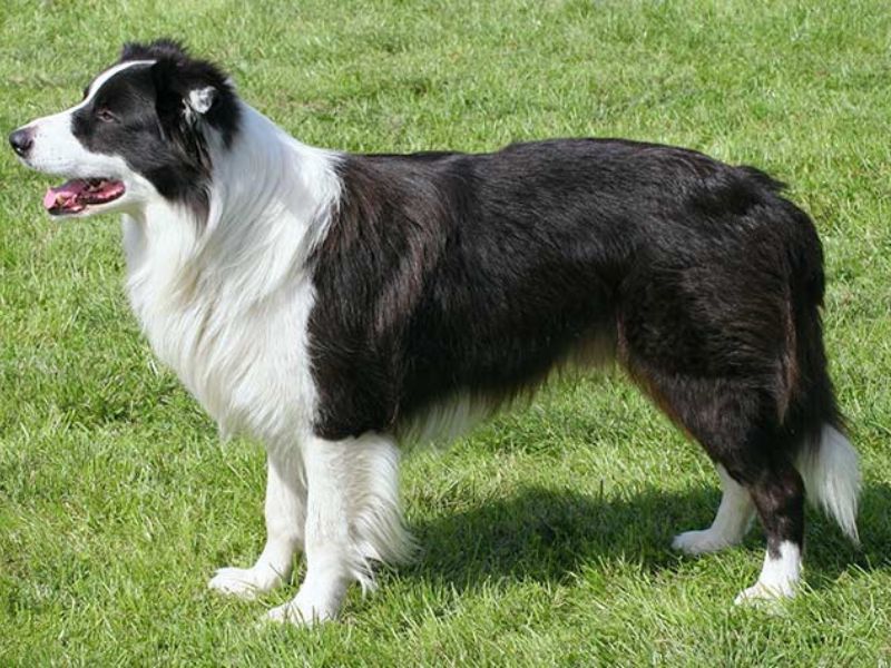 Border Collie Dog: The Essential Guide To Owning &Amp; Training 12 Key Traits Of The Border Collie