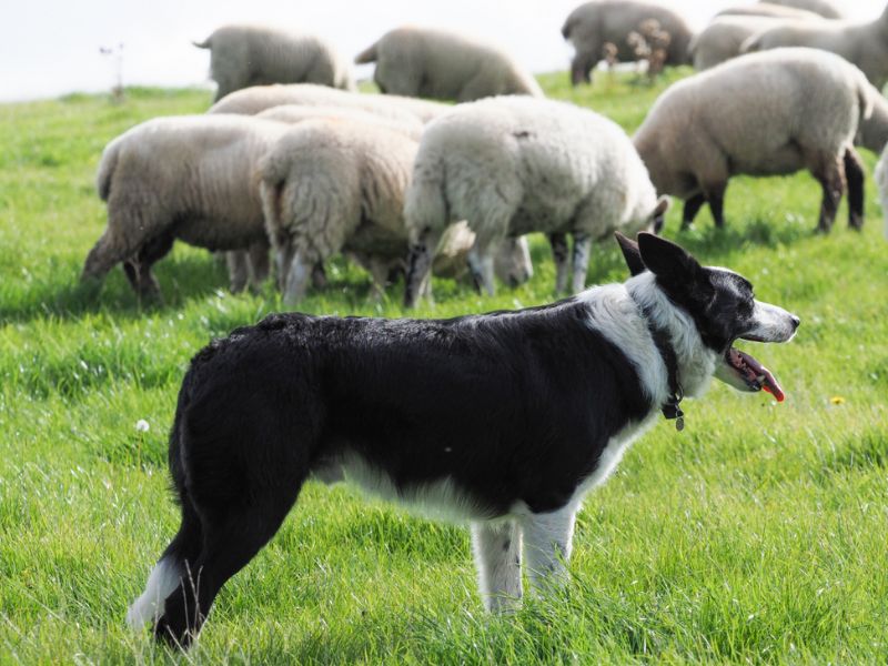 Border Collie Dog: The Essential Guide To Owning &Amp; Training 14 Temperament Of Border Collie Dog