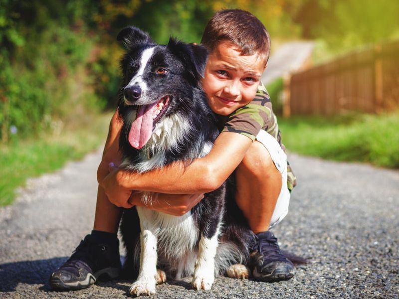 Border Collie Dog: The Essential Guide To Owning &Amp; Training 15 Border Collie Dog With Children