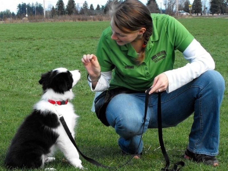Border Collie Dog: The Essential Guide To Owning &Amp; Training 17 Training A Border Collie Puppy