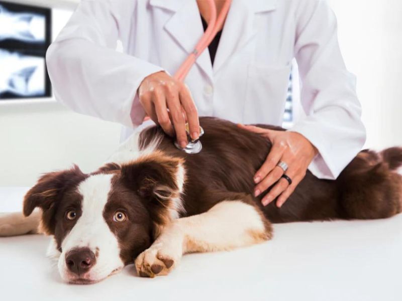 Border Collie Dog: The Essential Guide To Owning &Amp; Training 16 Health For Border Collie Puppy
