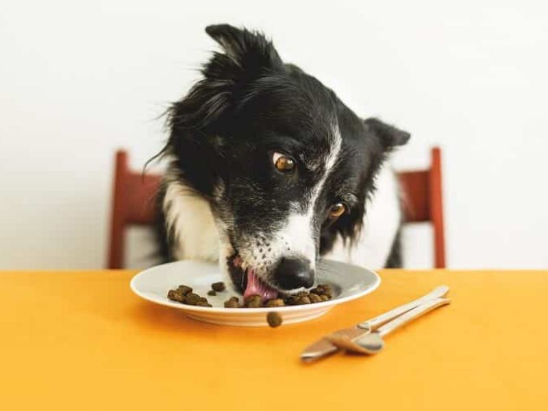 Border Collie Dog: The Essential Guide To Owning &Amp; Training 18 Border Collie Dogs Nutrition