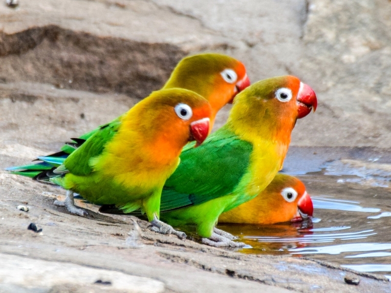9 The Most Popular Types Of Lovebirds As Stunning Pets 14 Fischer'S Lovebird Species