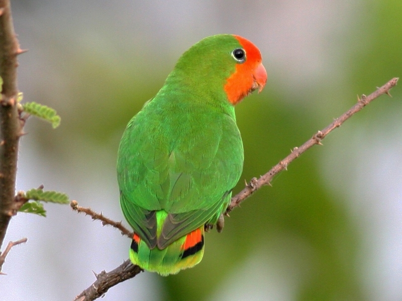 9 The Most Popular Types Of Lovebirds As Stunning Pets 15 Red-Faced Lovebird Types Of Lovebirds