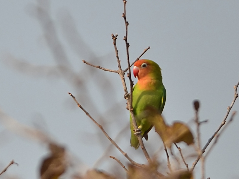 9 The Most Popular Types Of Lovebirds As Stunning Pets 16 Lilian’s Lovebird Species