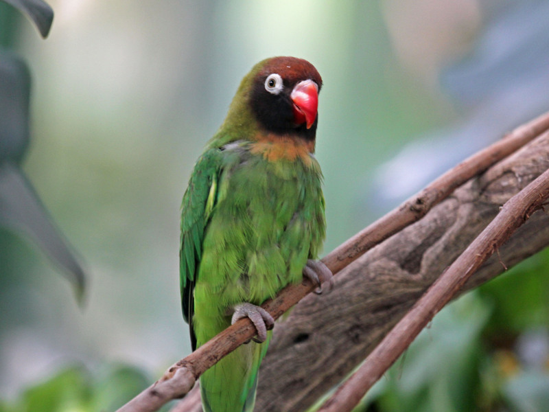 9 The Most Popular Types Of Lovebirds As Stunning Pets 17 Black-Cheeked Lovebird Variety Of Lovebirds