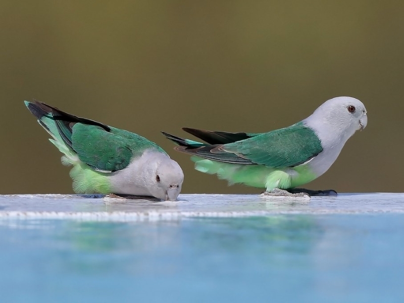 9 The Most Popular Types Of Lovebirds As Stunning Pets 19 Madagascar Lovebird - Types Of Lovebirds