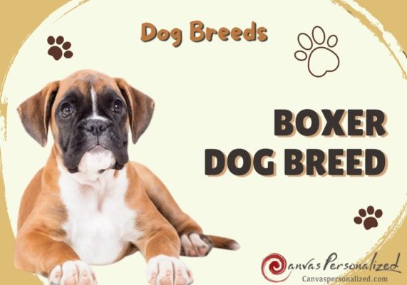 Boxer Dog Breed Info: Everything The Owner Needs To Know 37 All You Need To Know About Boxer Dog Breed: Important Things