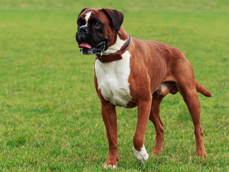 Boxer Dog Breed Facts & Information