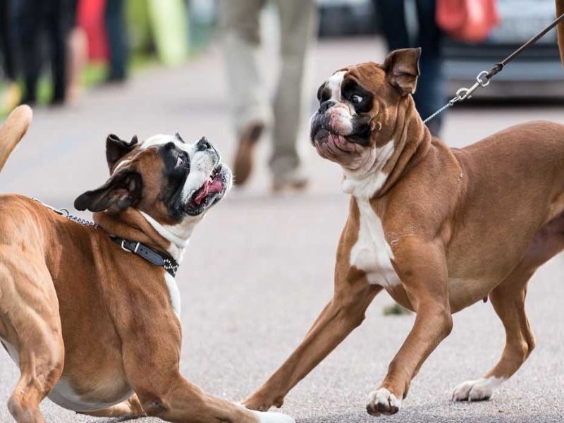 Boxer Dog Breed Facts & Information