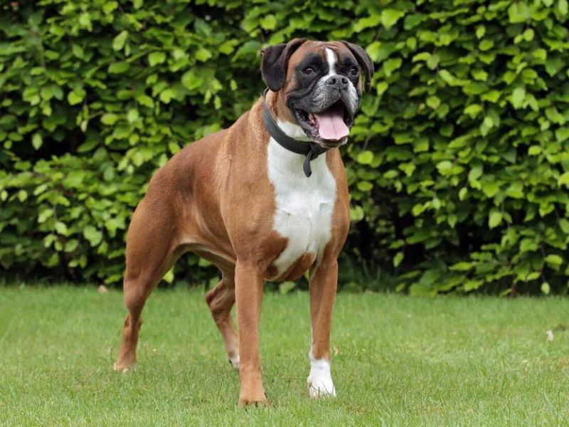 Boxer Dog Breed Facts & Information