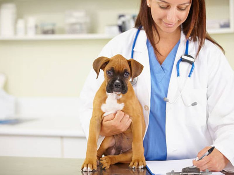 Boxer Dog Breed Info: Everything The Owner Needs To Know 23 Health Of Boxer Dog Breed