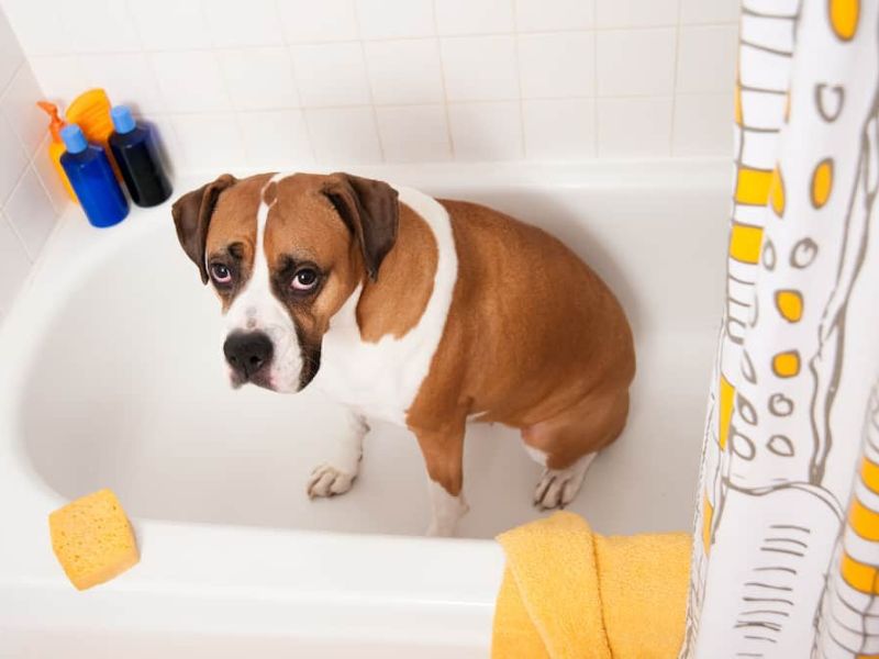 Boxer Dog Breed Info: Everything The Owner Needs To Know 19 Boxer Dog Breed'S Care